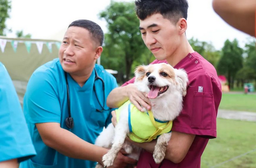 流浪猫泛滥怎么办?解锁人宠和谐相处的闵行模式 流浪猫泛滥怎么办?解锁人宠和谐相处的闵行模式