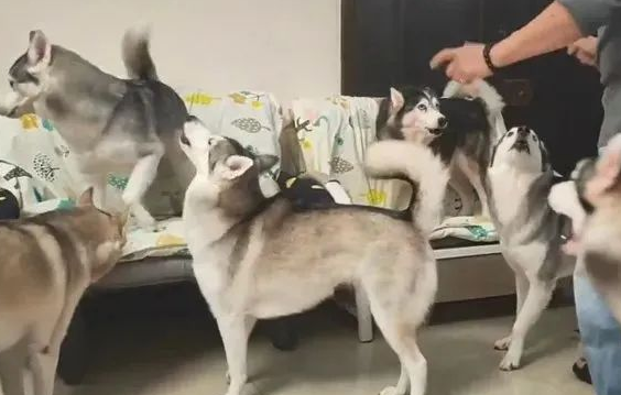 同时养了7只哈士奇，铲屎官却无比感叹：养到天使了！