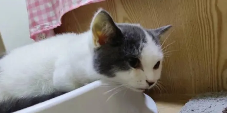 租房屋里猫有味道怎么处理 租房屋里猫有味道怎么处理