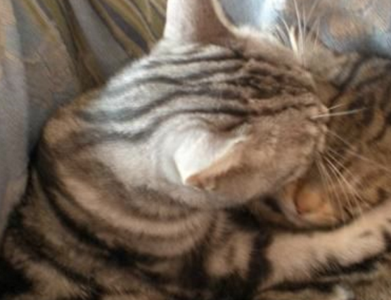 猫爸猫妈过二人世界，却遭到小奶猫“插足”，猫爸这次真生气了！