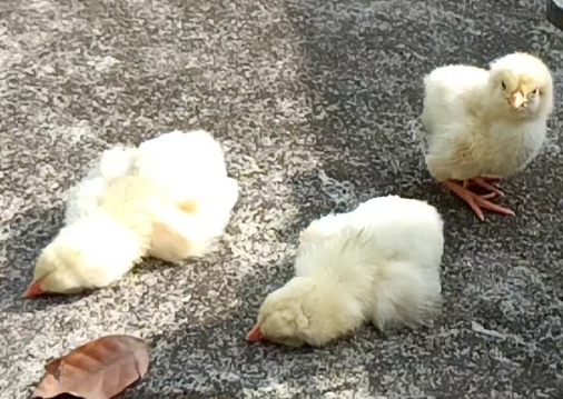 小鸡为什么一晒太阳就卧下