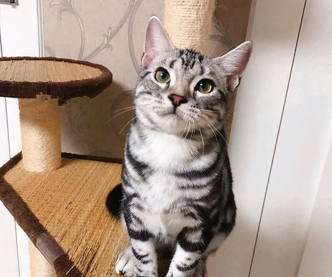 猫界3大“臭猫”和3大“香猫”,你养了哪种? 猫界3大“臭猫”和3大“香猫”,你养了哪种?