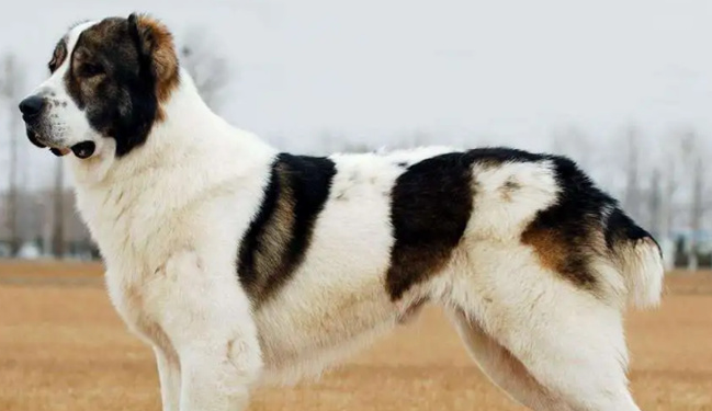 中亚牧羊犬幼崽多少钱一只
