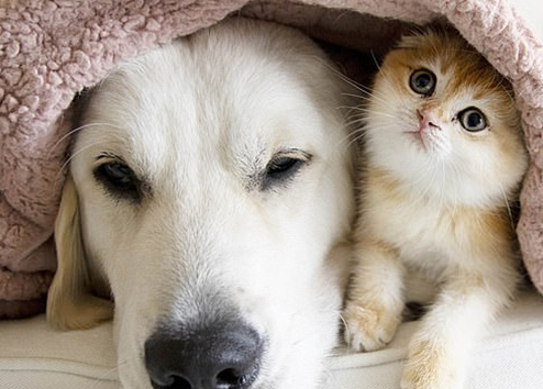 苏格兰折耳猫和金毛犬的神仙友谊：驮着你去看遍全世界