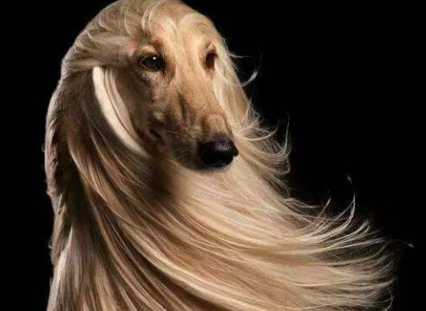 阿富汗猎犬寿命有多长 饲养之前需谨慎考虑