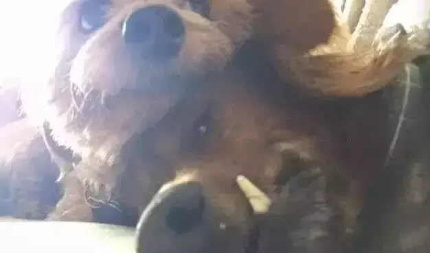 这只18岁的腊肠犬,有一张专属于它的“愿望清单” 这只18岁的腊肠犬,有一张专属于它的“愿望清单”