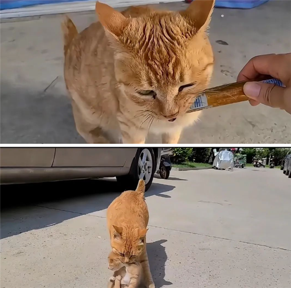 笑不活了!猫妈妈嘴馋,天天叼着孩子去跟超市老板换火腿肠,吃完了“耍无赖” 笑不活了!猫妈妈嘴馋,天天叼着孩子去跟超市老板换火腿肠,吃完了“耍无赖”