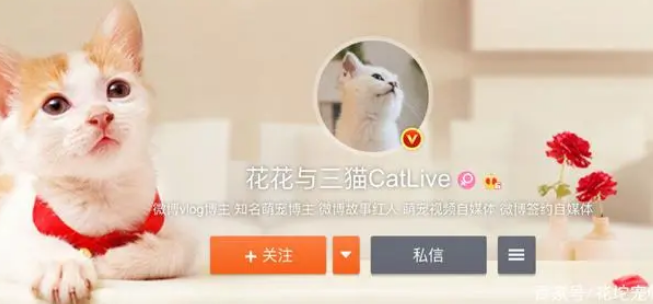 花花与三猫为什么被黑