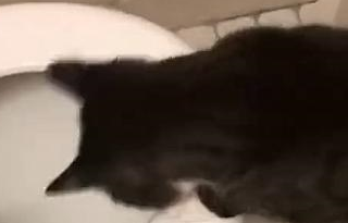 网友家的猫咪超级喜欢玩水,后来居然连马桶都不放过…… 网友家的猫咪超级喜欢玩水,后来居然连马桶都不放过……