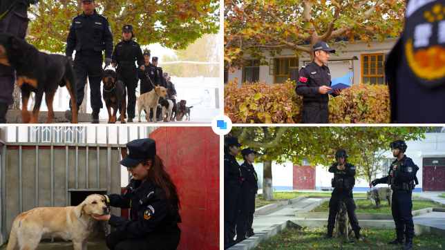 “犬”力以赴,拜城公安组织开展警犬大练兵 “犬”力以赴,拜城公安组织开展警犬大练兵