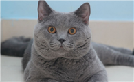 真猫和假猫的区别