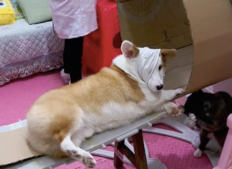 小主人假装给狗做CT检查，它还挺配合躺着