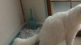 猫咪拉完屎之后!网友看完表示:是我家猫咪没错了 猫咪拉完屎之后!网友看完表示:是我家猫咪没错了