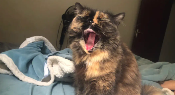 玳瑁猫不是狸花猫? 玳瑁猫不是狸花猫?