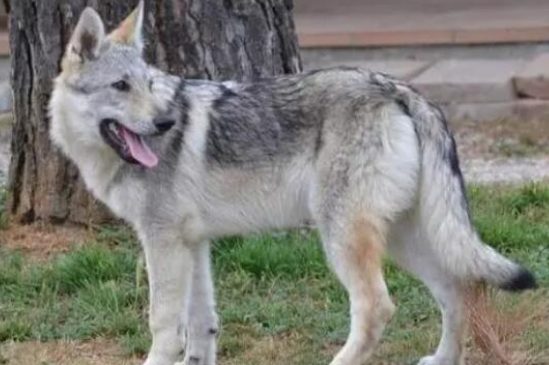 捷克狼犬哪里有卖的