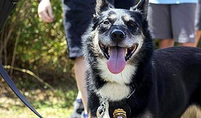 善心训犬师教会浪汪寻人,竟跨时空救了自己的儿子!