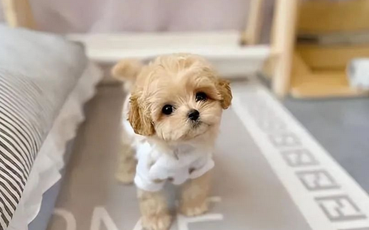 告诉你一个秘密:养狗,就养马尔泰犬! 告诉你一个秘密:养狗,就养马尔泰犬!