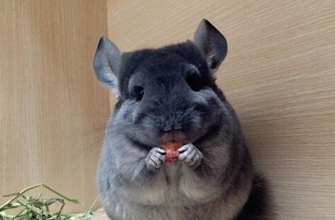龙猫寿命能活多久 龙猫寿命能活多久