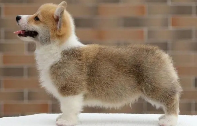 柯基幼犬的价格多少钱一只