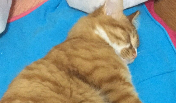 男朋友捡了一只小橘猫,六个月没想到变成了…橘猫实力不容小觑啊 男朋友捡了一只小橘猫,六个月没想到变成了…橘猫实力不容小觑啊