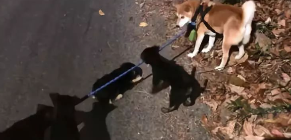柴犬遭社会狗截道,这是什么凶残的黑恶势力啊! 柴犬遭社会狗截道,这是什么凶残的黑恶势力啊!