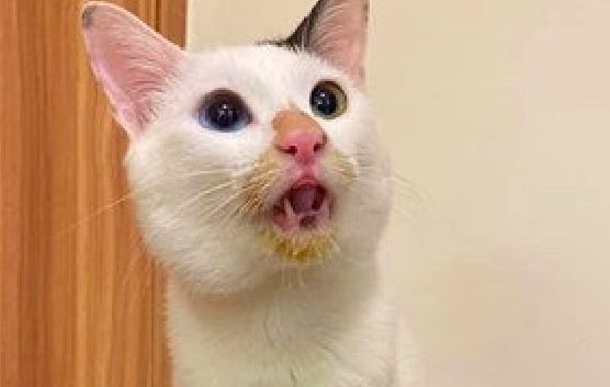 猫咪偷喝了南瓜粥后,还一脸无辜辩解没喝,主人:你嘴巴上有证据 猫咪偷喝了南瓜粥后,还一脸无辜辩解没喝,主人:你嘴巴上有证据