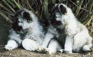 欧亚大陆犬基础品种
