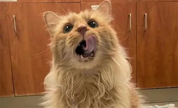 妹纸捡了只三花猫,养了1个月后,网友:这是绑架了喵星小公主! 妹纸捡了只三花猫,养了1个月后,网友:这是绑架了喵星小公主!