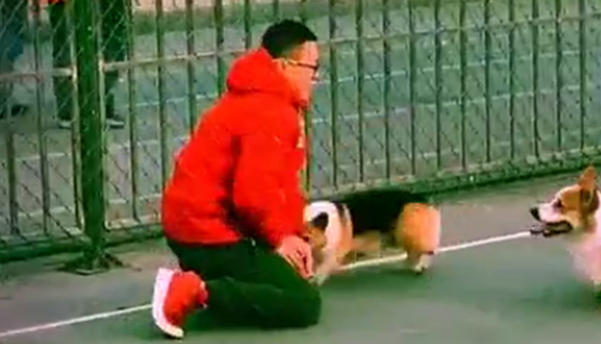 学生打篮球被柯基截断,狗:别看我腿短,玩篮球可不虚…… 学生打篮球被柯基截断,狗:别看我腿短,玩篮球可不虚……