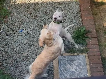 斯塔福与黄金猎犬隔栏杆苦恋，主人感动成全，网友崩溃：连狗都脱单了..