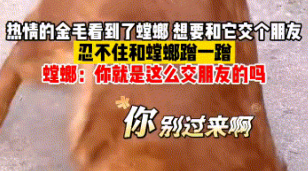 黄金猎犬想和螳螂交朋友，结果一蹭就把它压死了