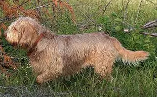 奥达猎犬的特点 人类的伴侣 奥达猎犬的特点 人类的伴侣