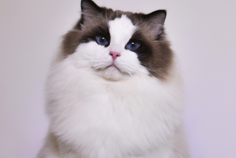 男子养了一只布偶猫,来年收获一群的小布偶,真心是赚大了 男子养了一只布偶猫,来年收获一群的小布偶,真心是赚大了