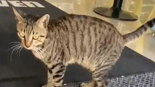 虎斑猫想逛商店险被门夹扁,好在被暖男伸手救到! 虎斑猫想逛商店险被门夹扁,好在被暖男伸手救到!