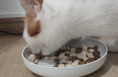猫爸爸的厨房猫粮质量怎么样?口碑好不好? 猫爸爸的厨房猫粮质量怎么样?口碑好不好?