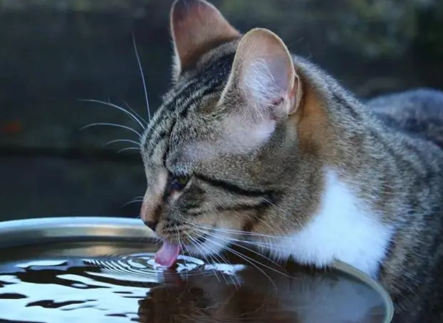 经常给猫喝这几种水相当于慢性自杀 经常给猫喝这几种水相当于慢性自杀