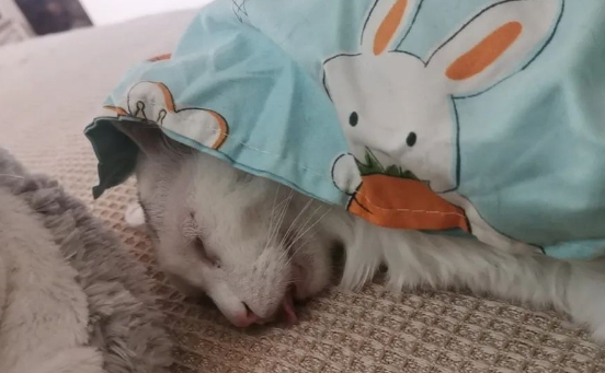 铲屎官的哪些行为会让猫咪误以为你不要它了 铲屎官的哪些行为会让猫咪误以为你不要它了