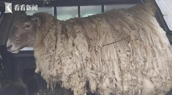 羊坚强！被困悬崖两年多，“最孤独绵羊”获救！