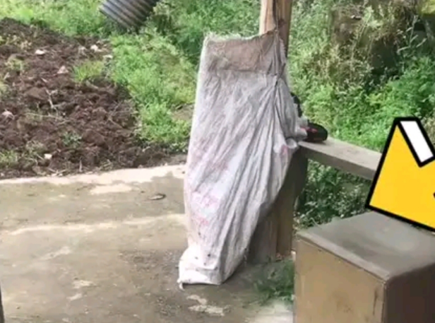 二哈被装在麻袋挂到树上,主人过去看它,狗狗干脆闭上眼! 二哈被装在麻袋挂到树上,主人过去看它,狗狗干脆闭上眼!