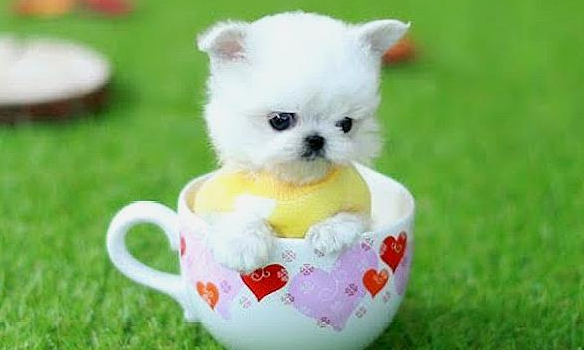 茶杯犬寿命能活多久 茶杯犬寿命能活多久