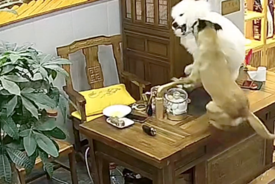 两只狗在屋里打架,将主人价值千元的茶具打碎,事后指认现场好怂