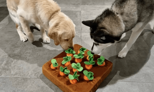 哈士奇趁着主人出门，狂炫一瓶维生素D，还害得金毛一同受罚