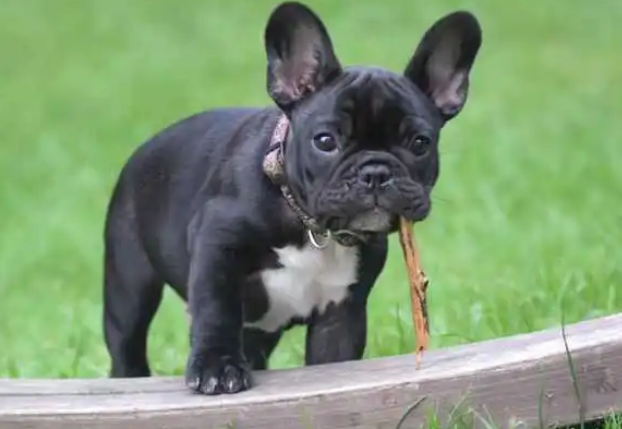 法斗犬和沙皮犬的区别 法斗犬和沙皮犬的区别