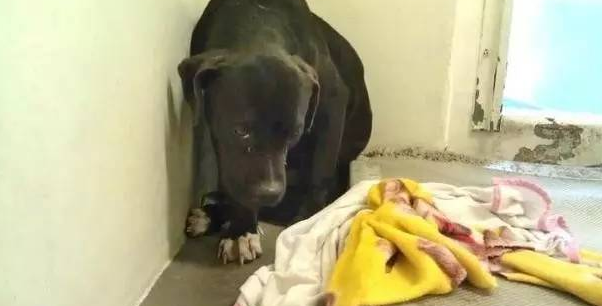 胆子很小的比特犬,被领养后开始变得自信起来... 胆子很小的比特犬,被领养后开始变得自信起来...