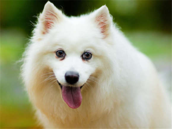 狐狸犬土狗聪明吗