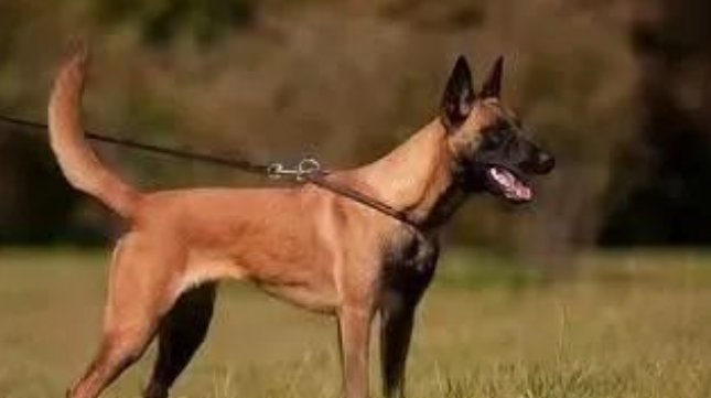 马里努阿犬警犬中的利剑 马里努阿犬警犬中的利剑