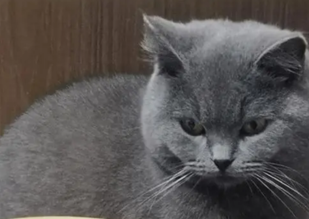 蓝胖子猫是什么品种 蓝胖子猫是什么品种