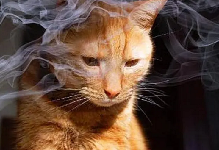 主人吸烟对猫有影响吗