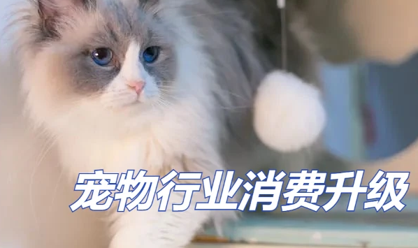 宠物市场消费升级,橙萌科技引领新零售智慧引擎 宠物市场消费升级,橙萌科技引领新零售智慧引擎