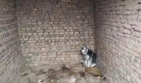主人不想养哈士奇了把它扔入猪圈里,每天吃的是臭水泡苹果 主人不想养哈士奇了把它扔入猪圈里,每天吃的是臭水泡苹果